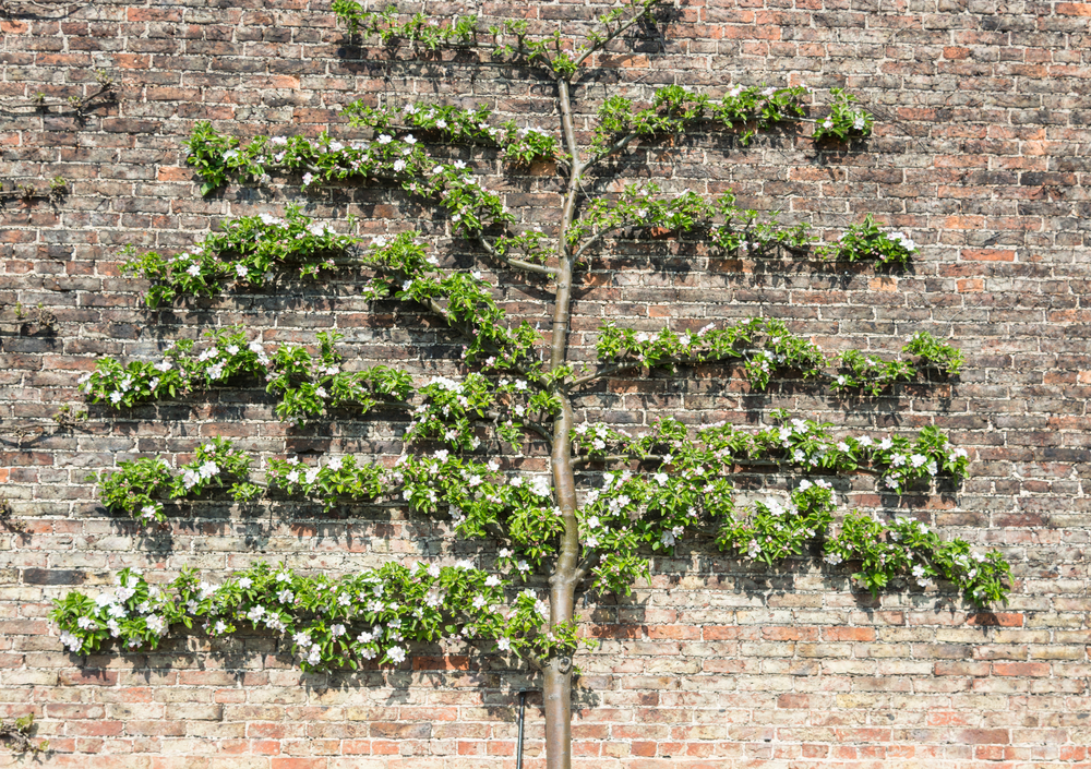 arbre espalier