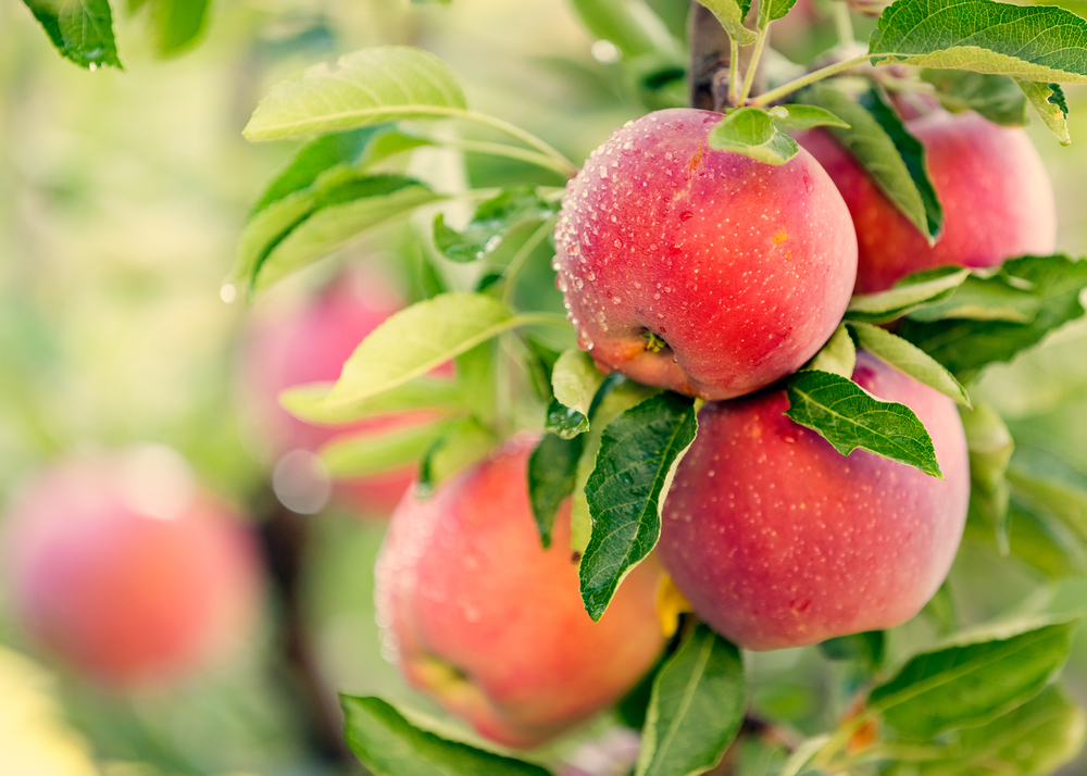 arbres fruitiers Alsace