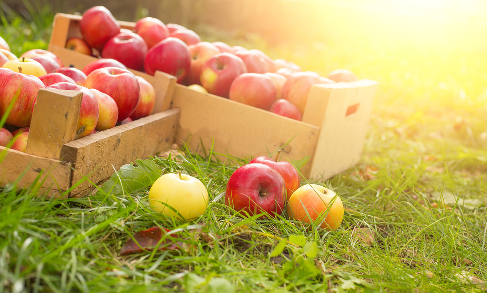 conservation fruits