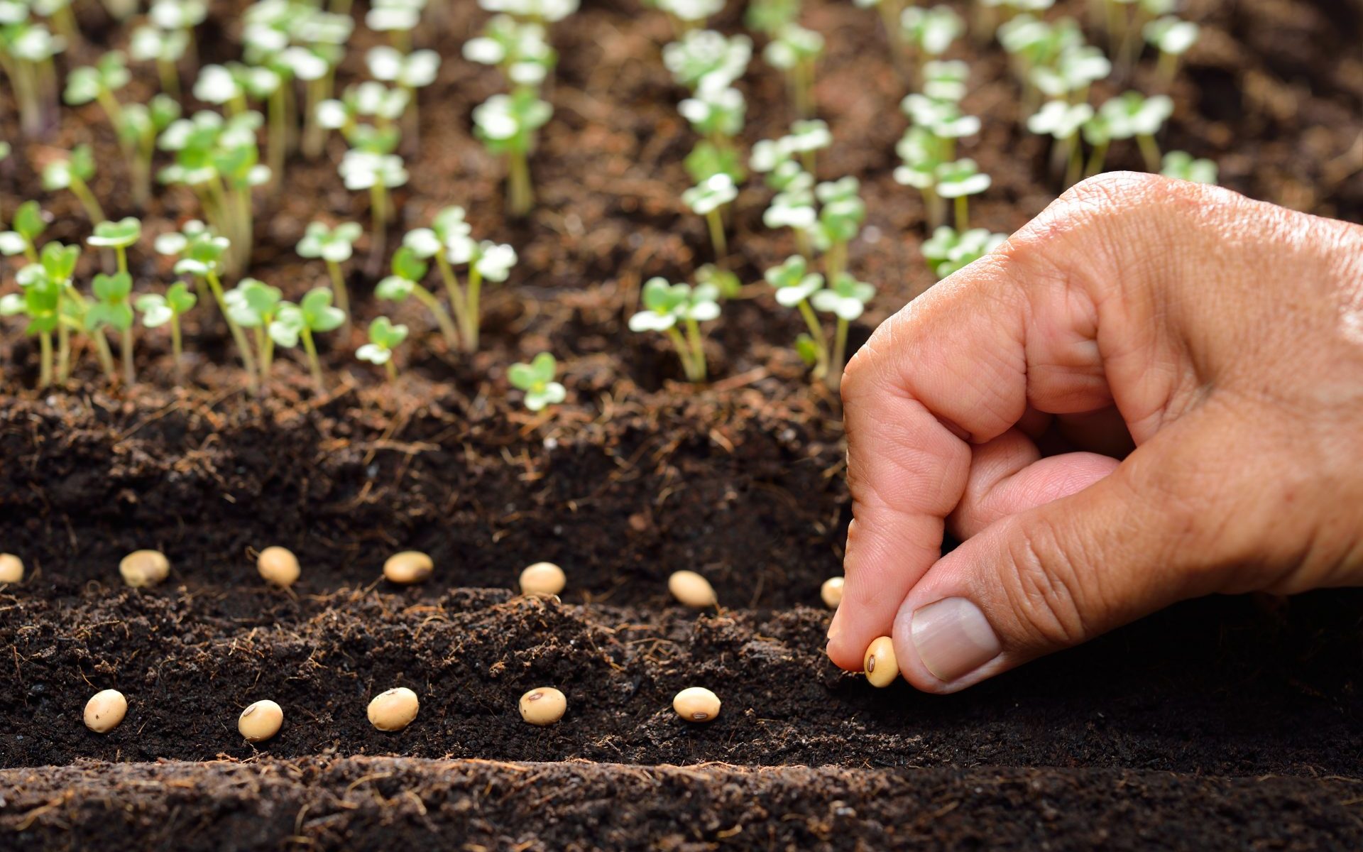 entretien potager selon saisons