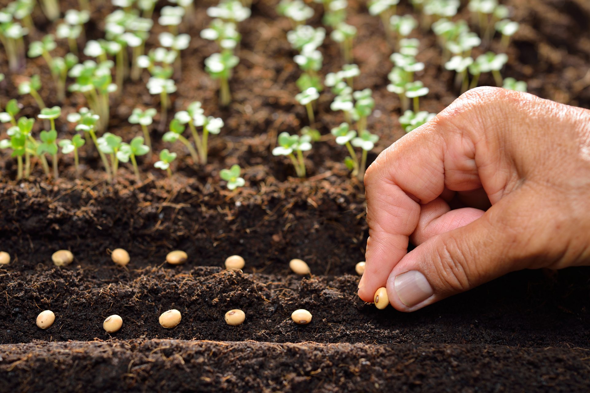 entretien potager selon saisons