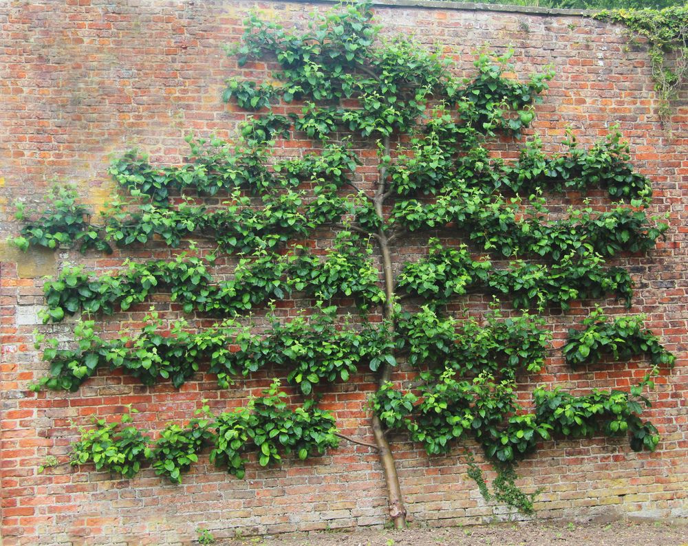 espalier palmette verger