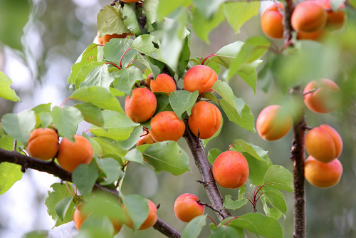 fruits maîtriser la qualité