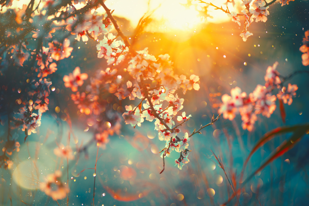 libre cour nature