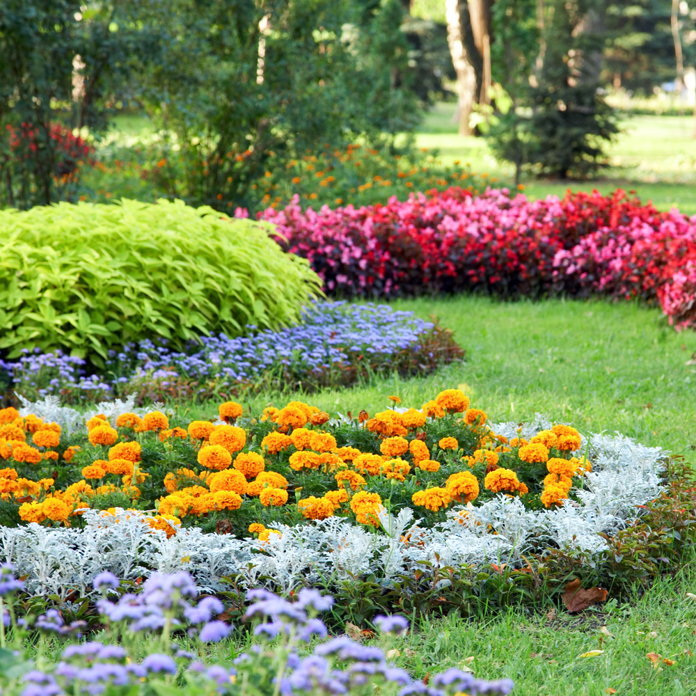 parterre entretien