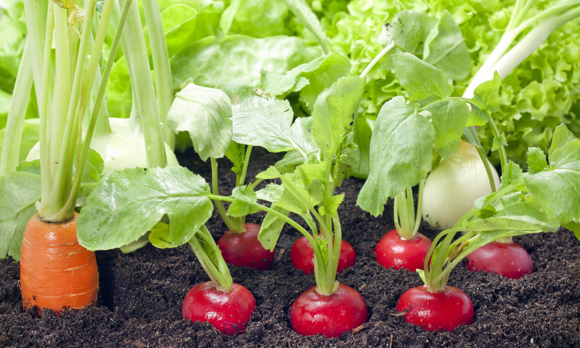 cultiver selon les saisons