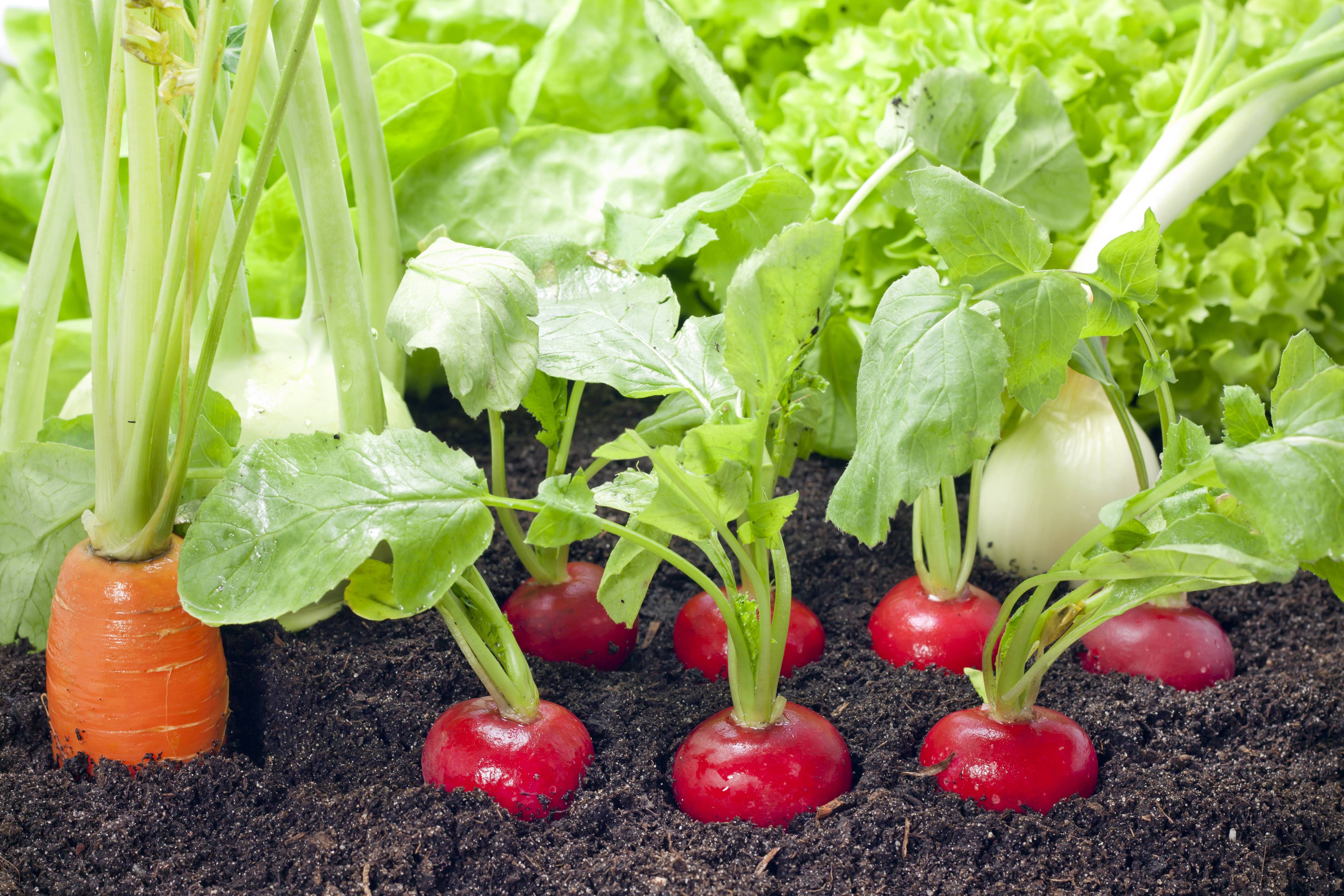 cultiver selon les saisons
