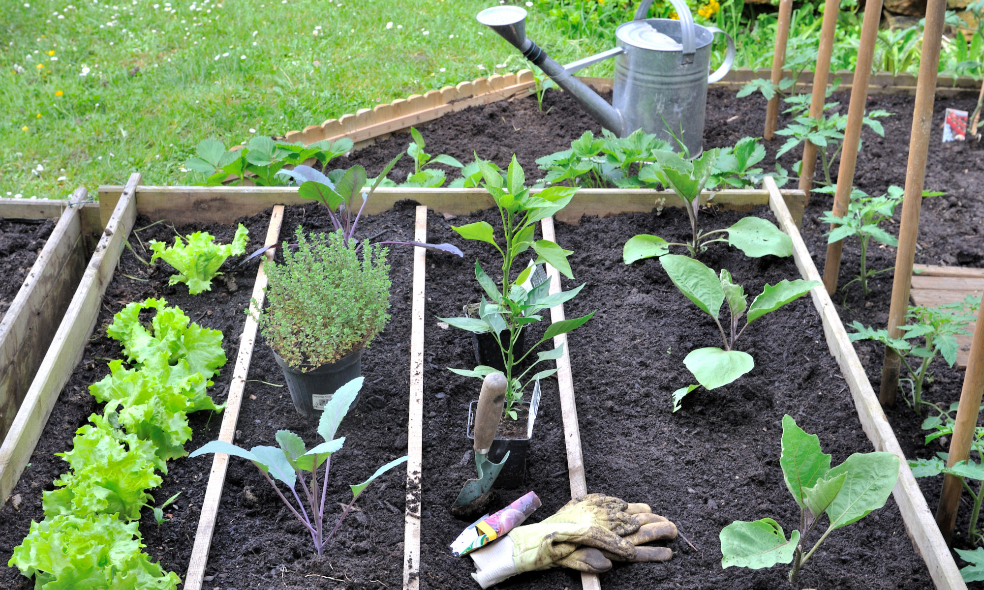 potager conseils paysagiste
