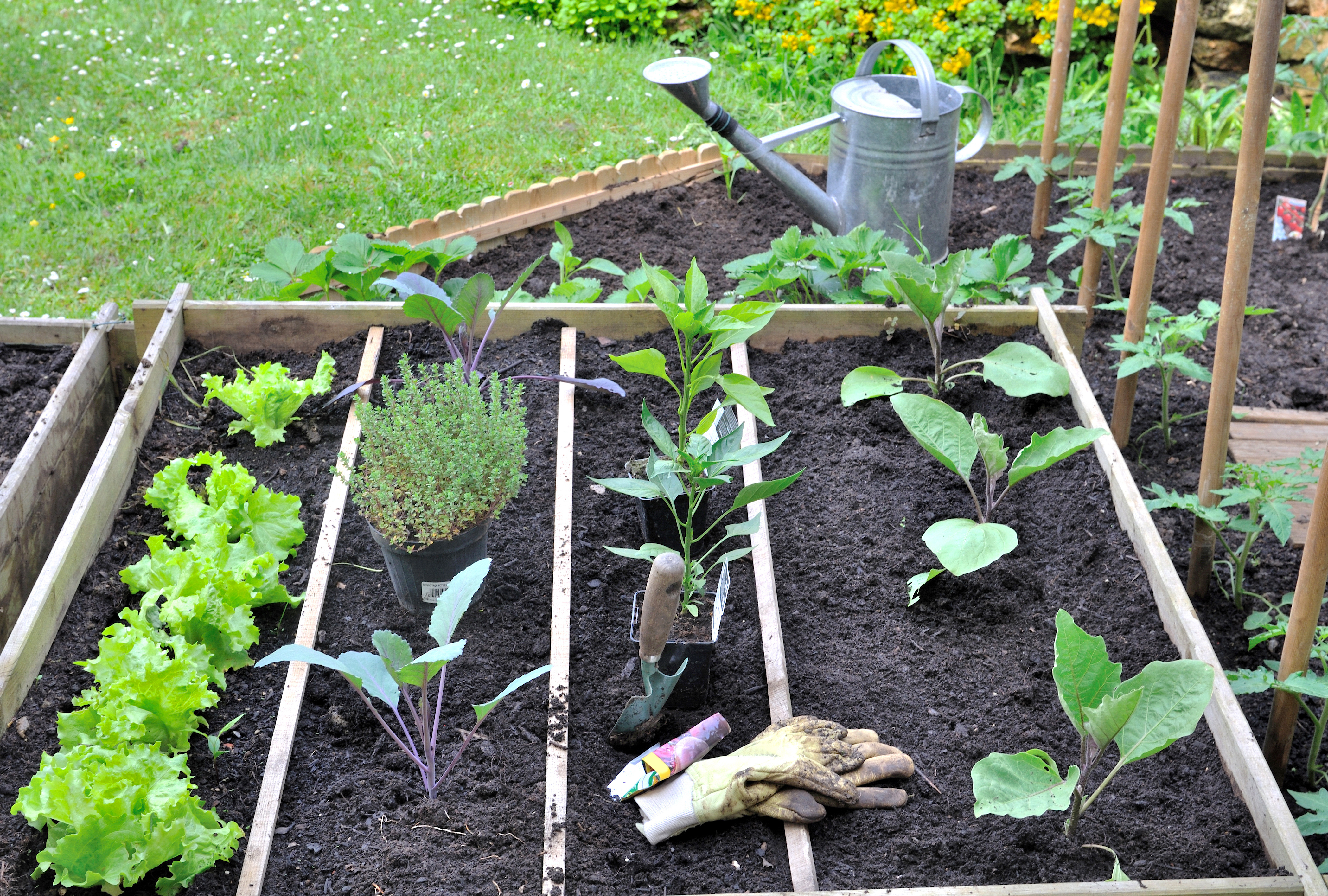 potager conseils paysagiste