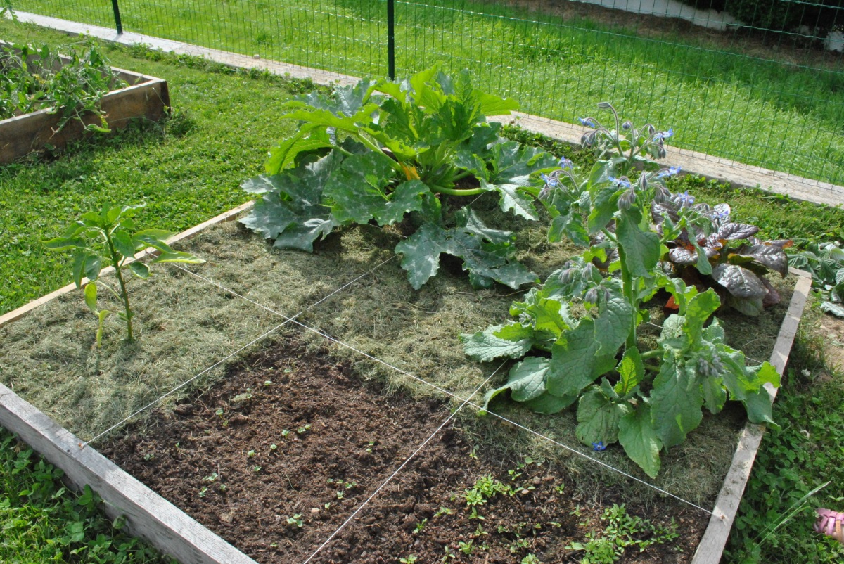 potager entretien paysagiste