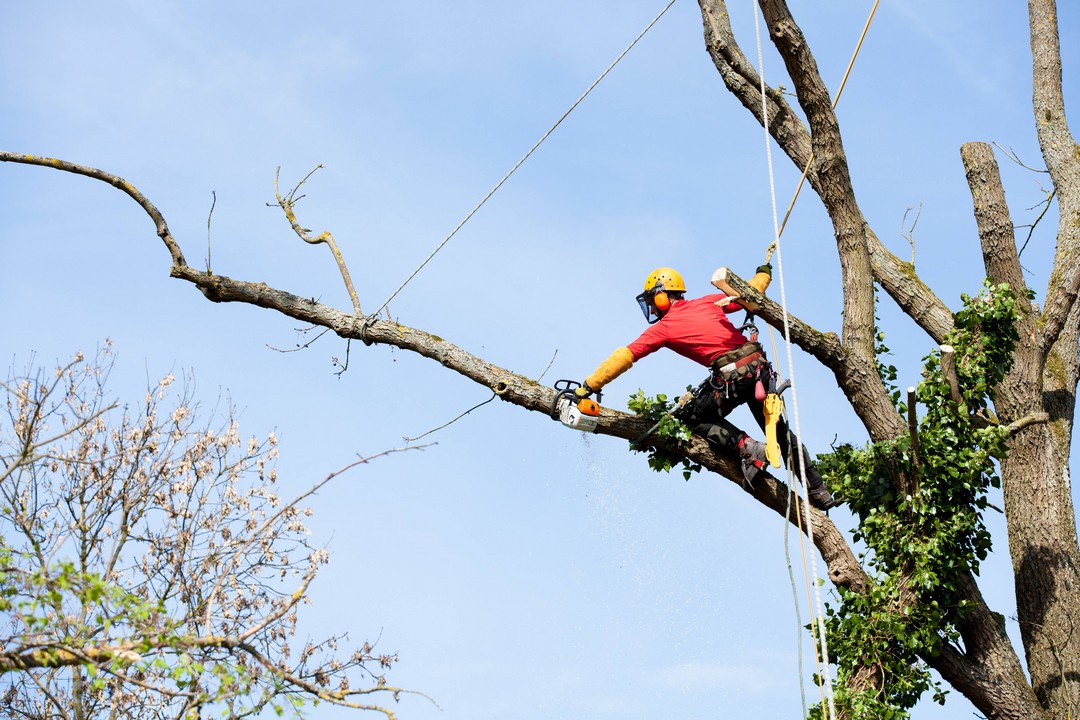 L'élagage des arbres