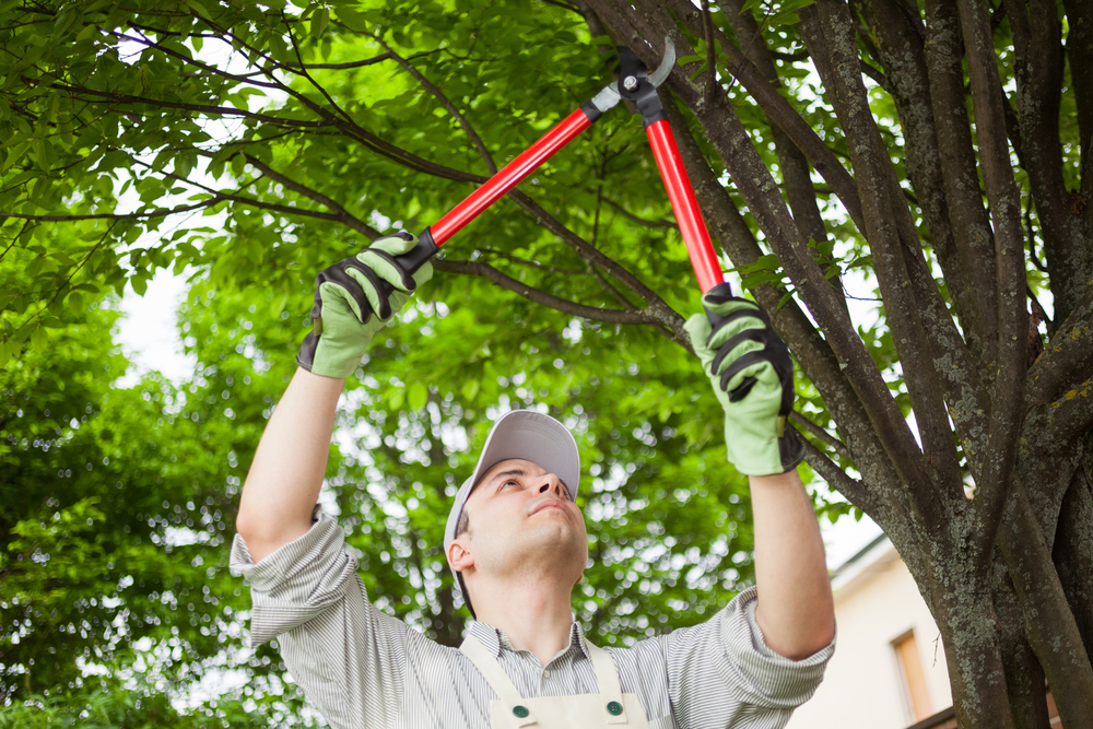 Comment élaguer son jardin